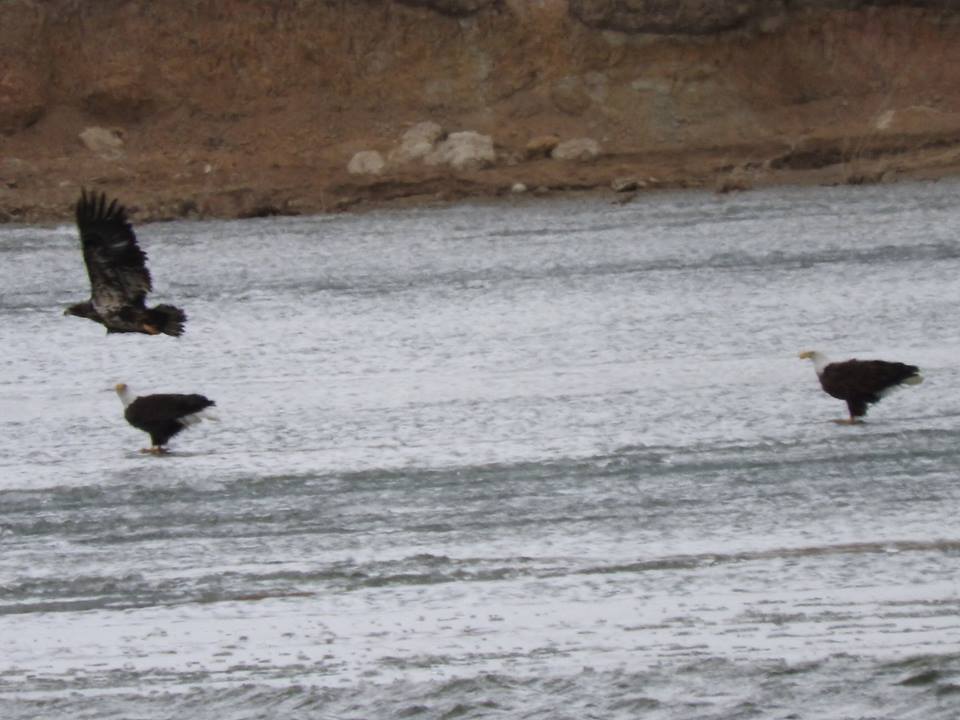 eagles over water