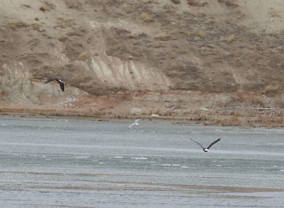 eagles flying over water