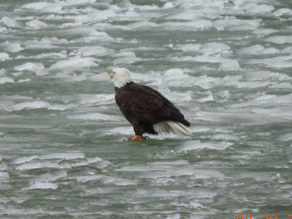 eagle standing in icy water