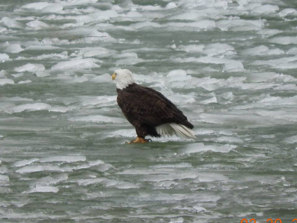 eagle standing in icy water