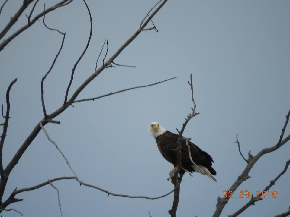 eagle in tree