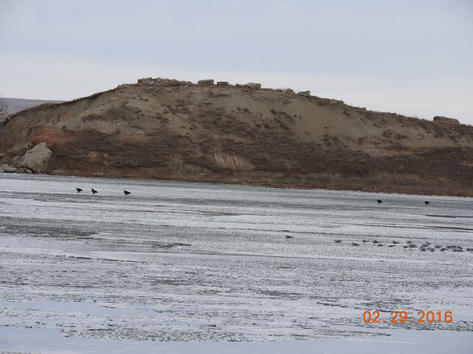 birds and the water