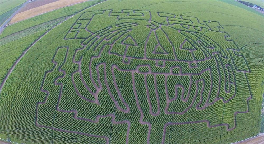 baseggio corn maze