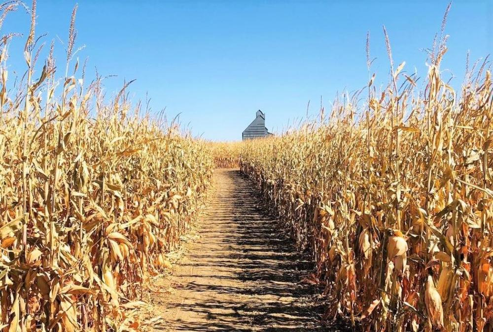 baseggio corn maze 2