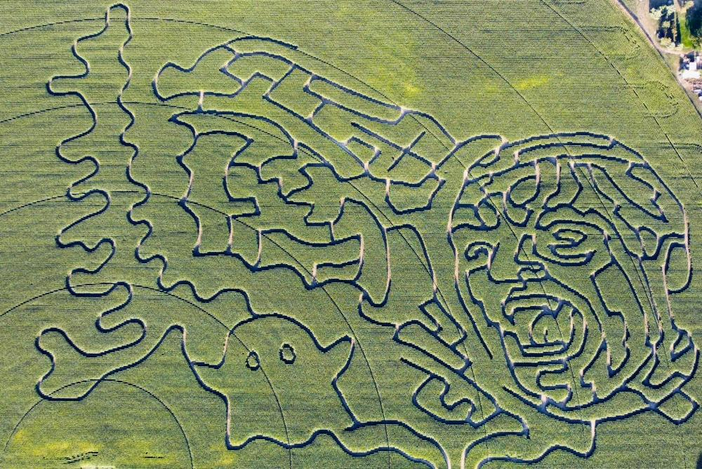 2023 corn maze