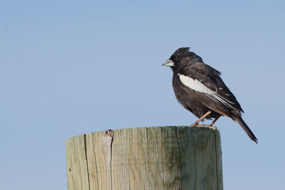 lark bunting 1024x683 from colorado birding trail