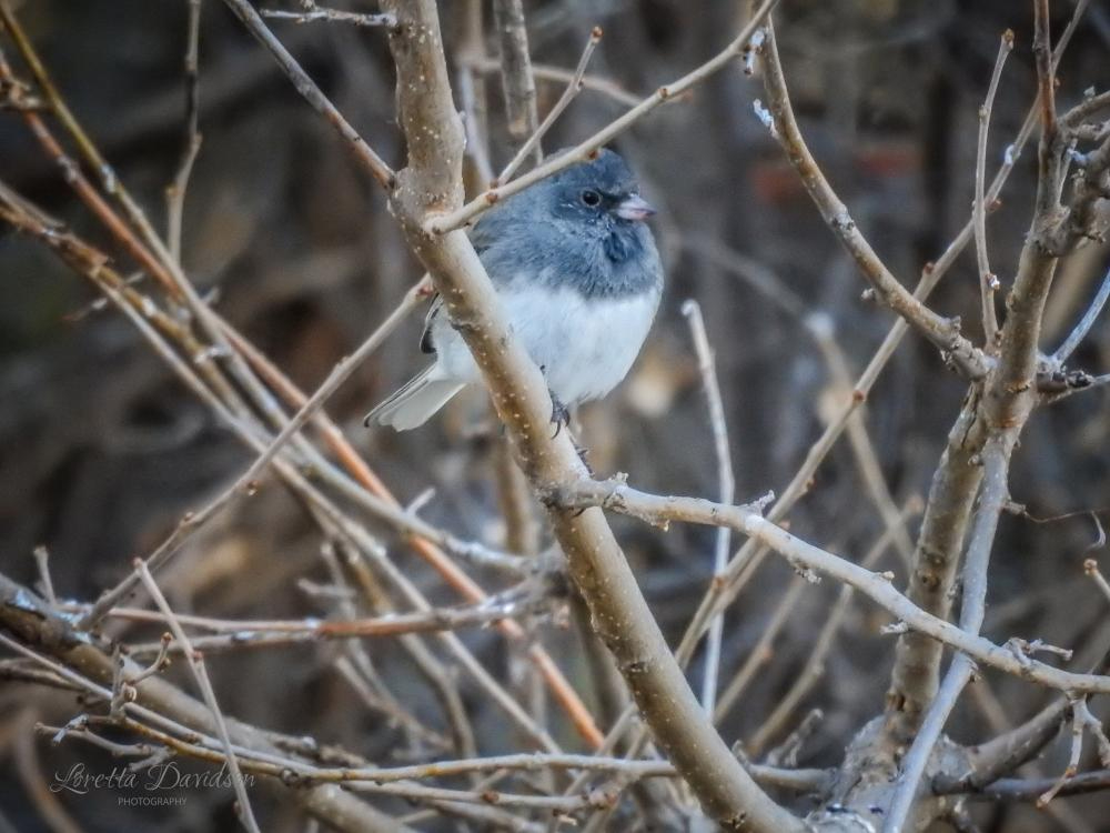 blueheaded chickadee