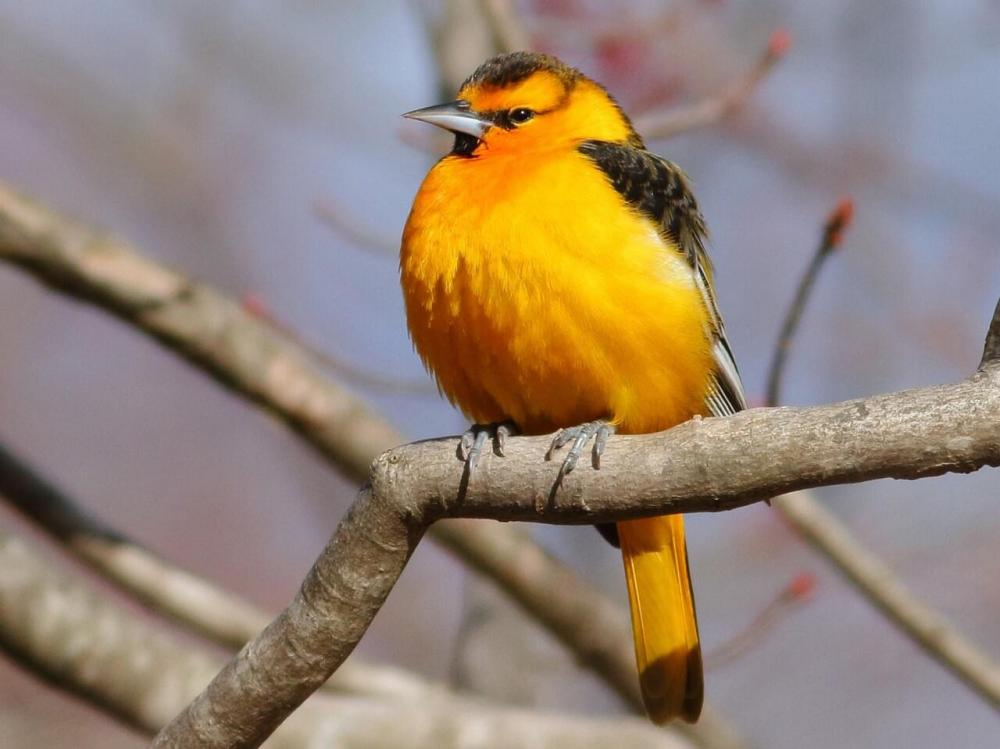 bullocks oriole by macauley library