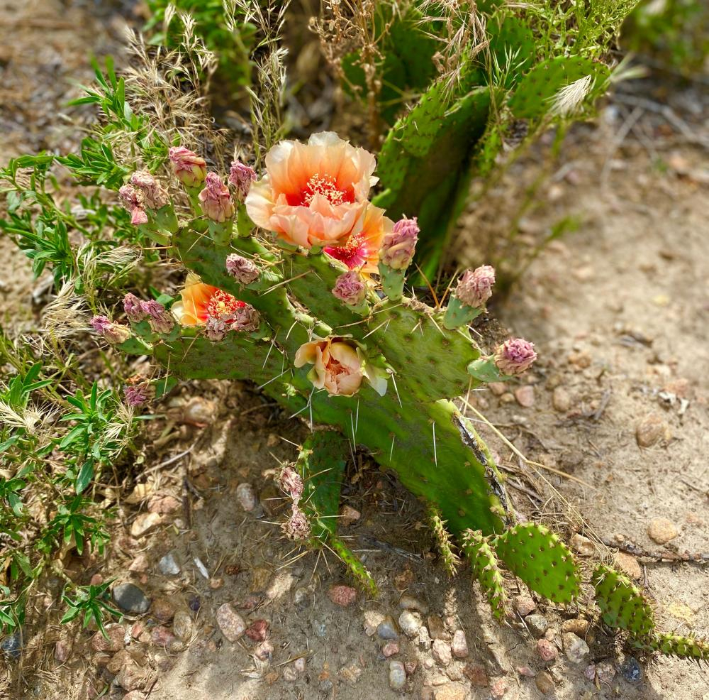 cactus bloom 2020