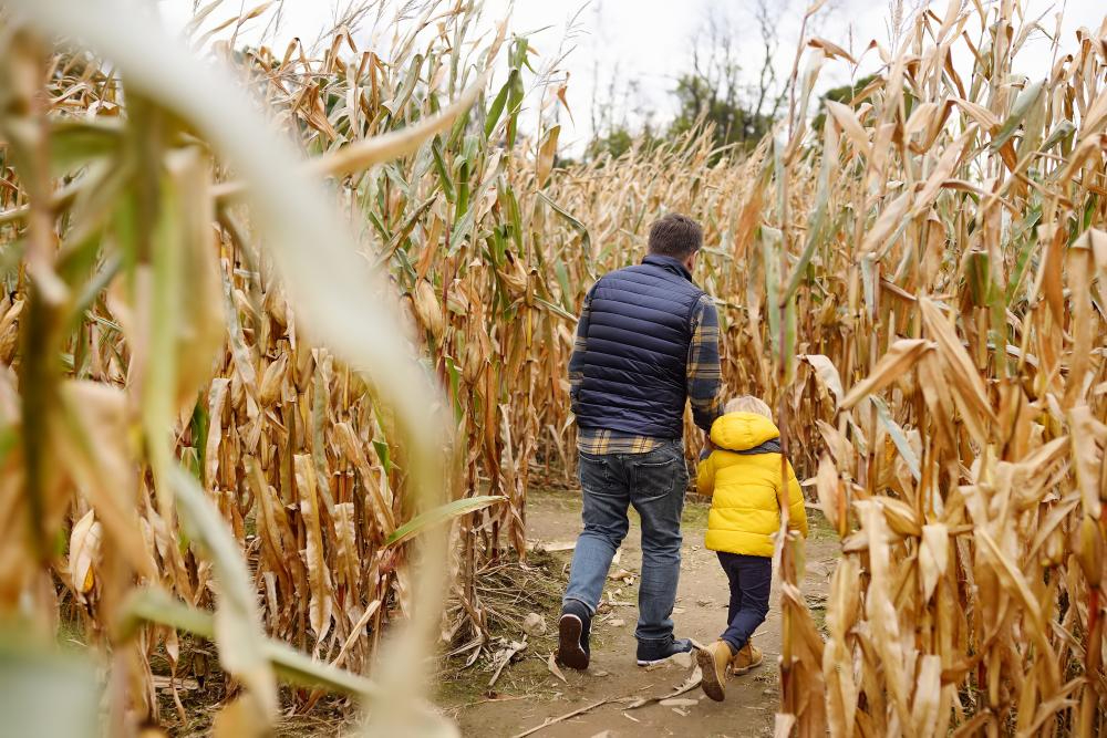 corn maze generic as