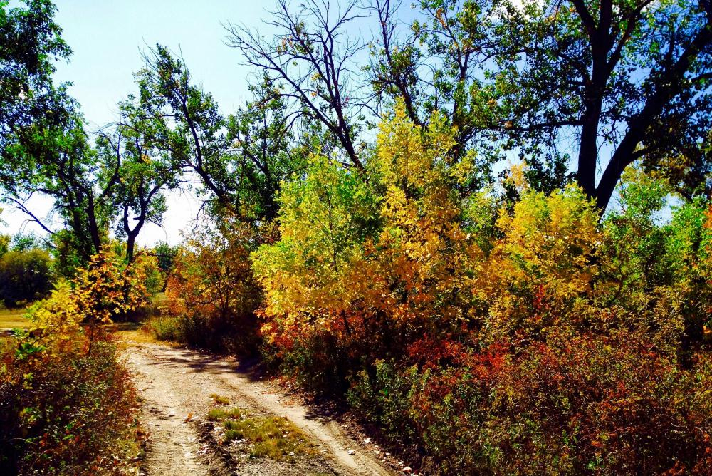 fall trees and dirt road