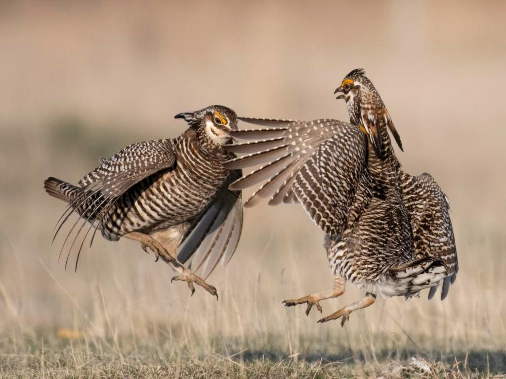 greater prairie chicken by macaulay library