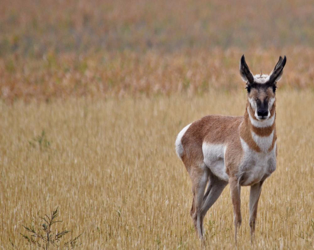 jacqueline.mitchek.sterling.antelope 3