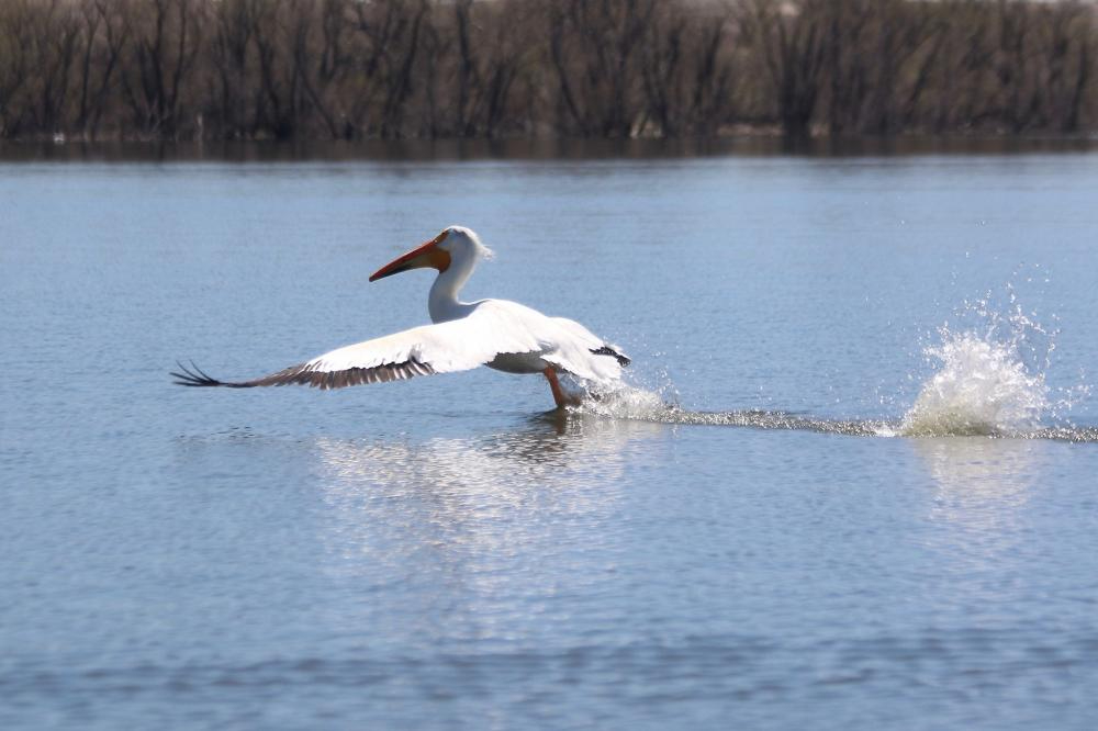 ken mcdowell pelican landing