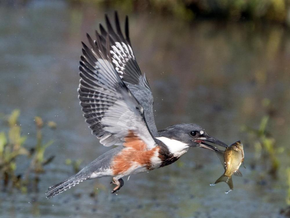 logan county tourism belted kingfisher