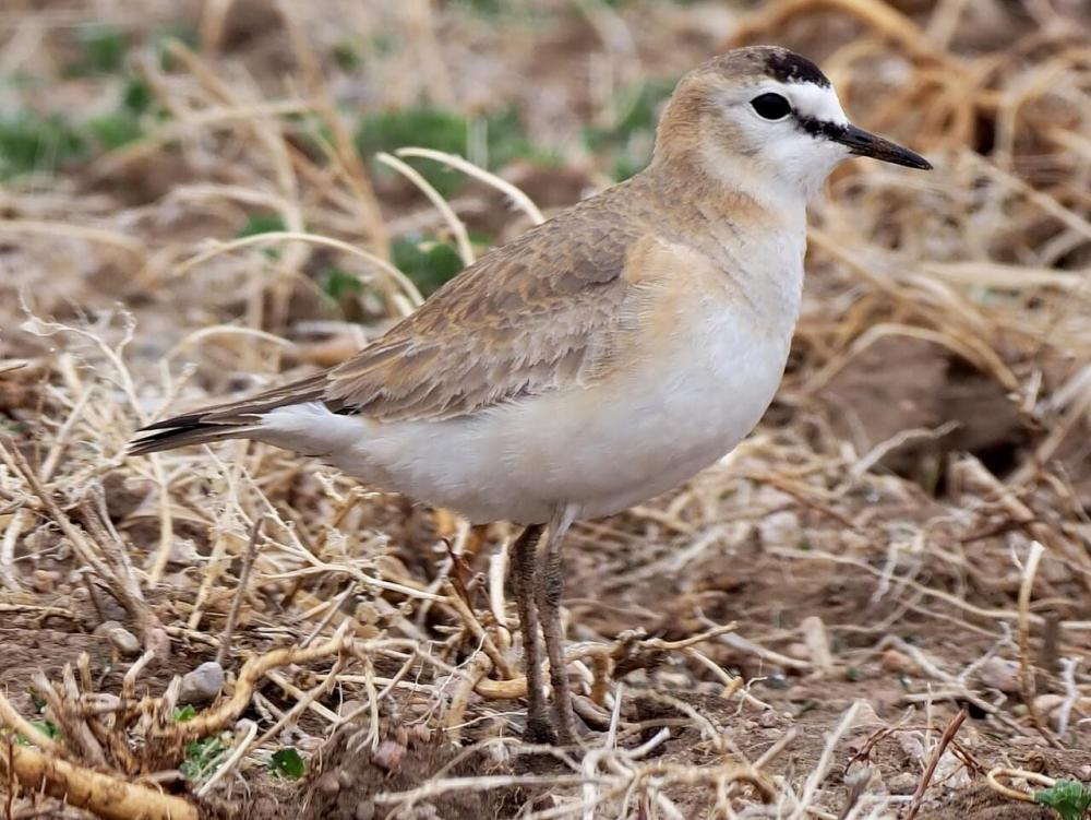 mountain plover by macaulay library