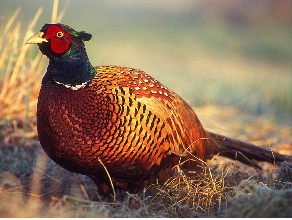 pheasant 1