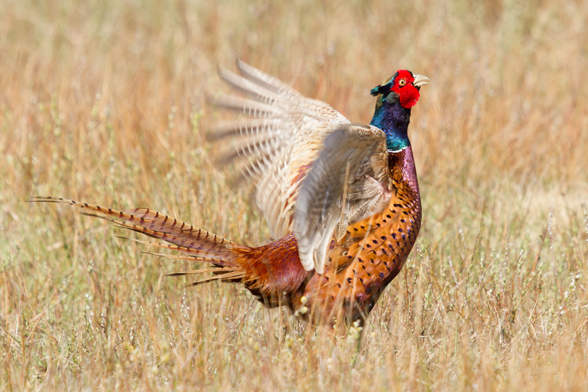 pheasant-wings