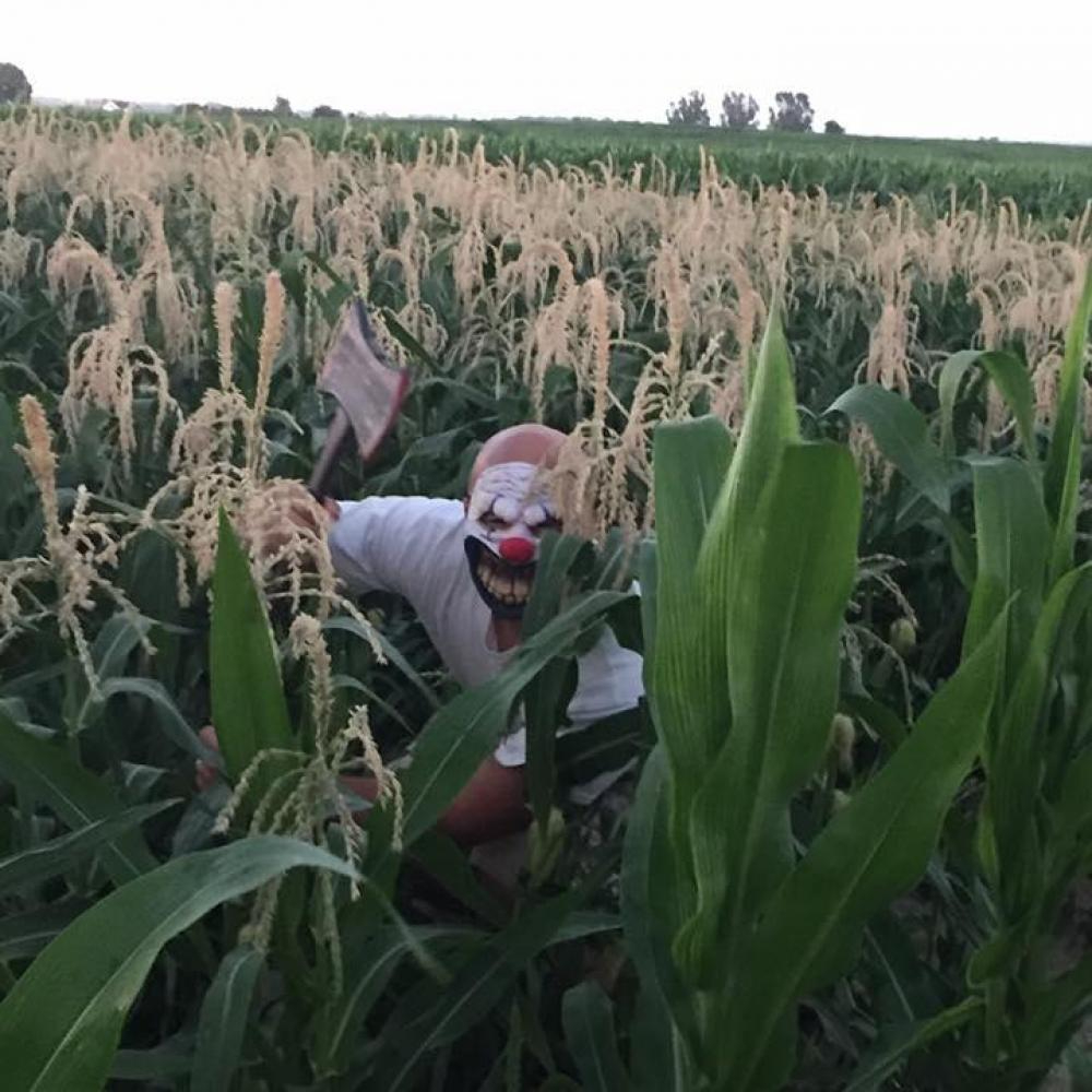 pumpkin maze creeper