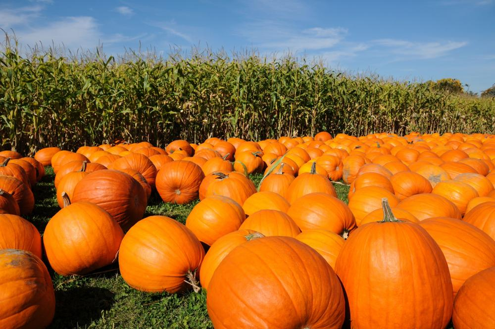 pumpkins galore