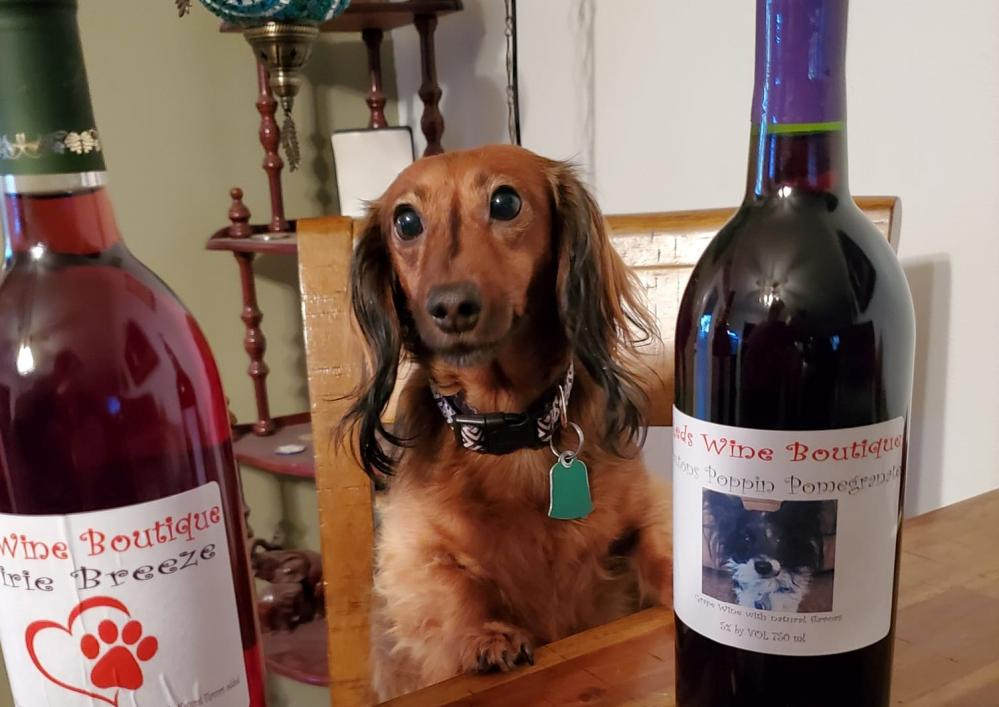 reds wine puppy 2