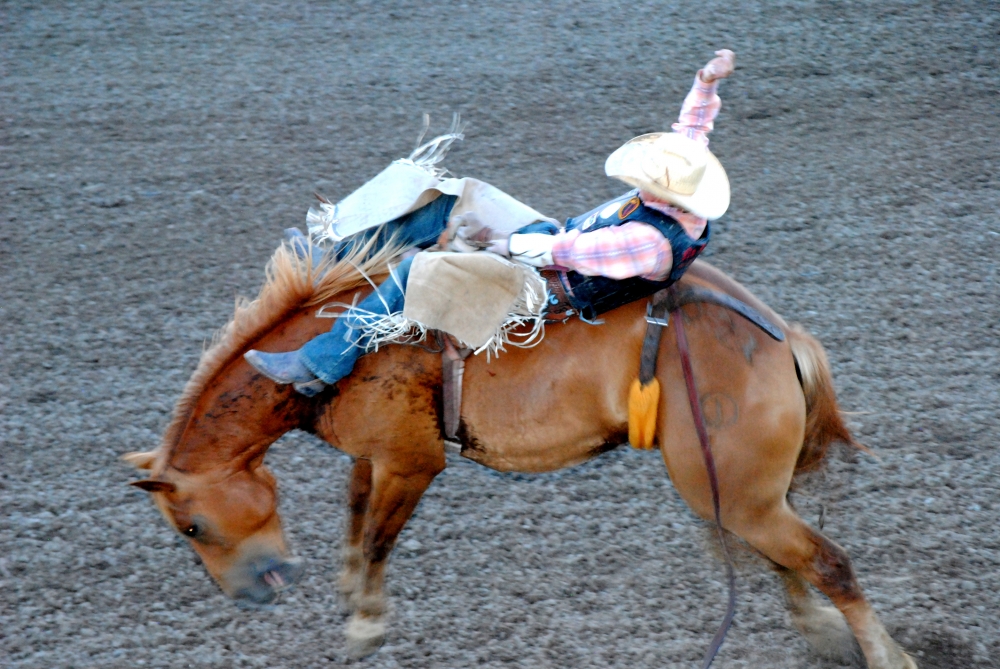 rodeo buck