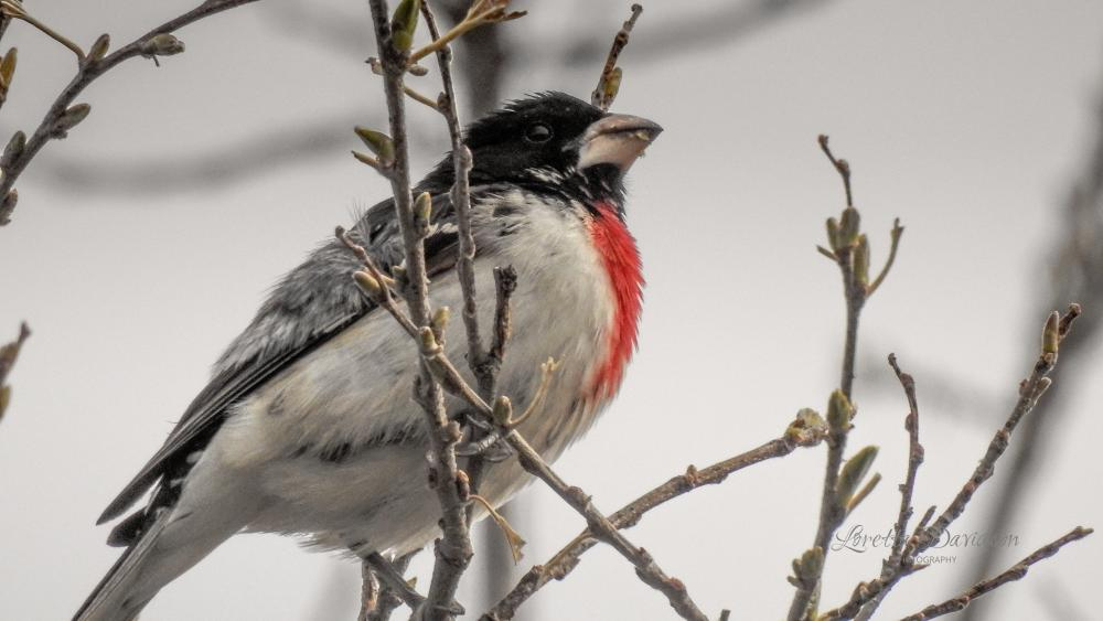 rose breasted grosbeak