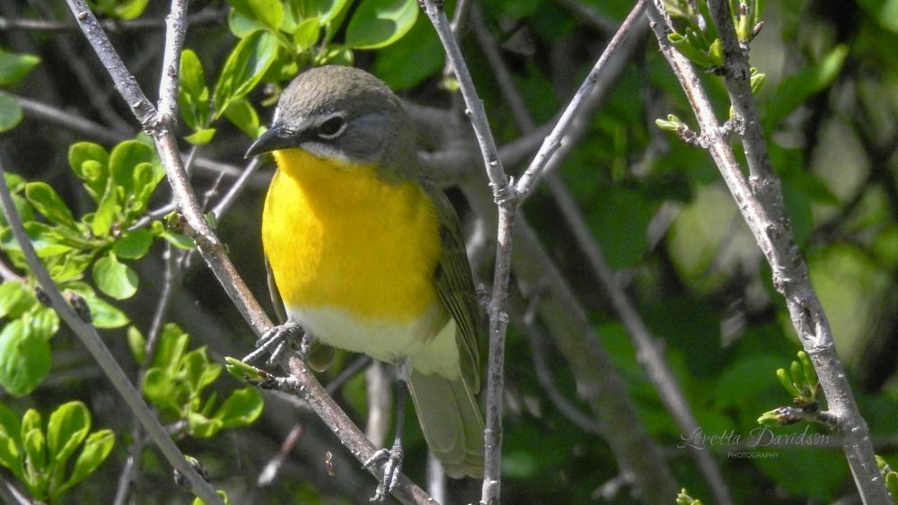 yellow breasted chat