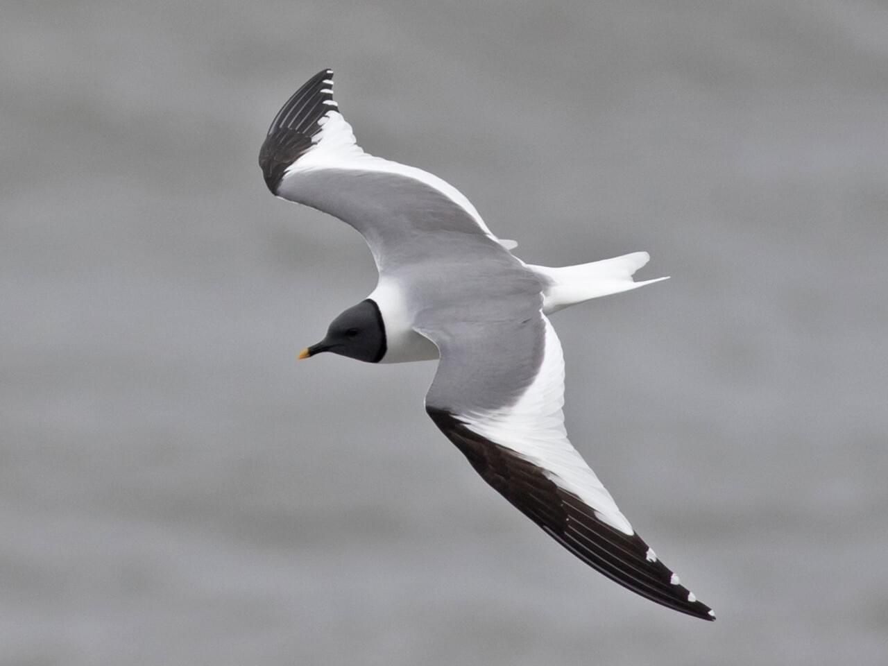 Sabine's Gull
