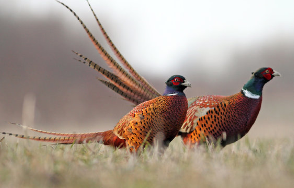 pheasant-wings