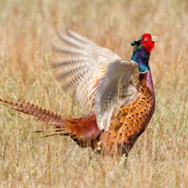 pheasant-wings