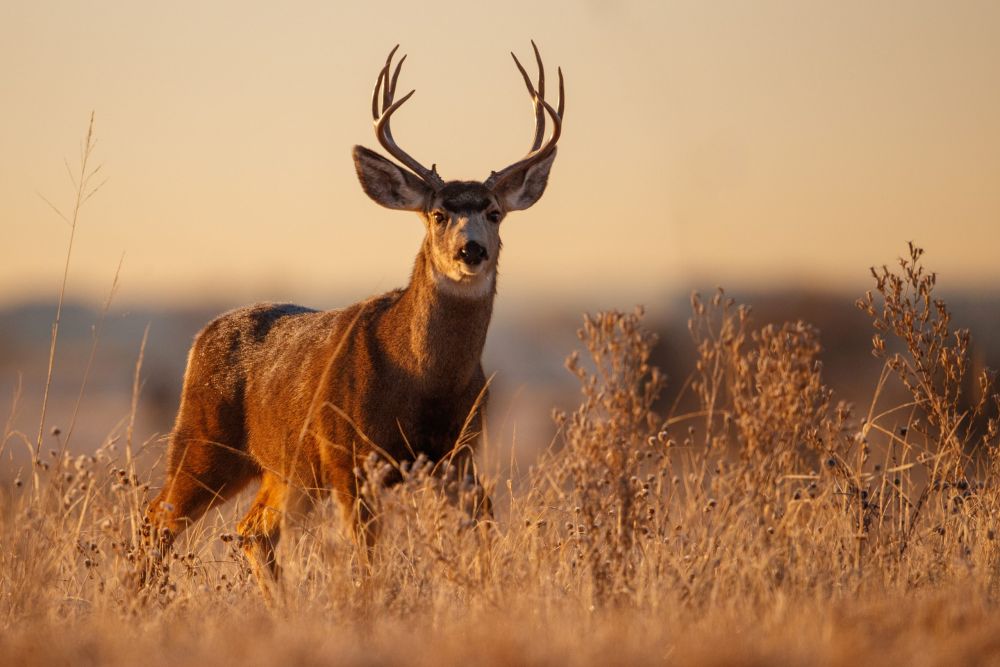 Mule Deer