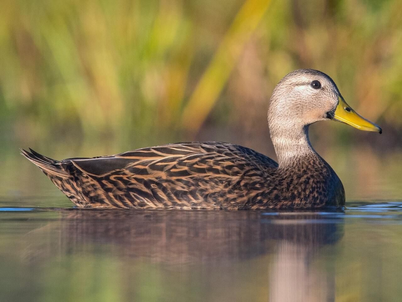 Mottled Duck