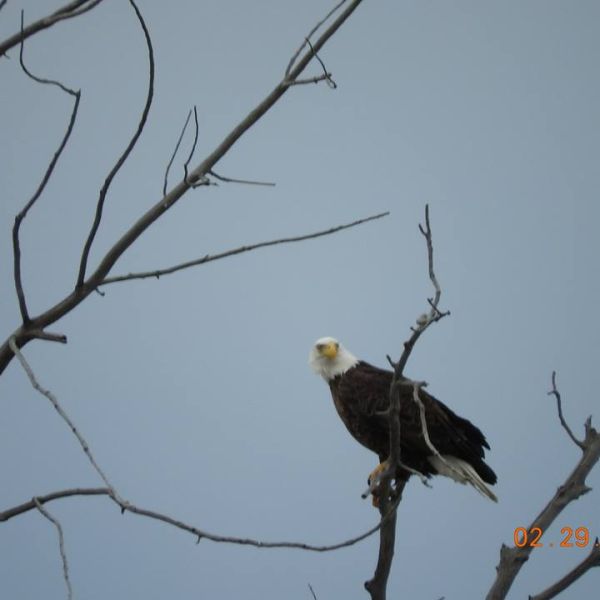 eagle in tree