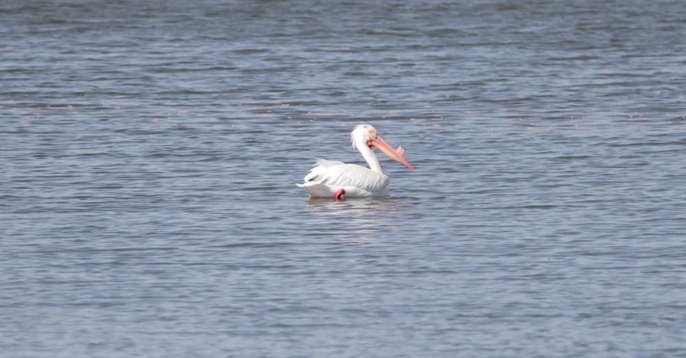 American White Pelican