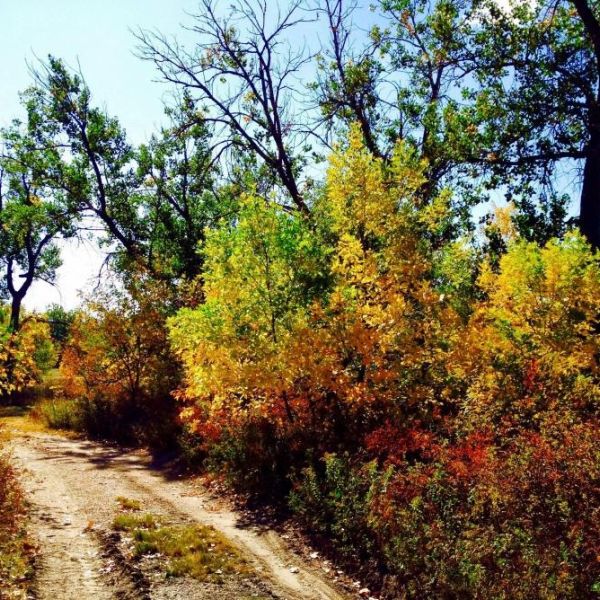 fall trees and dirt road