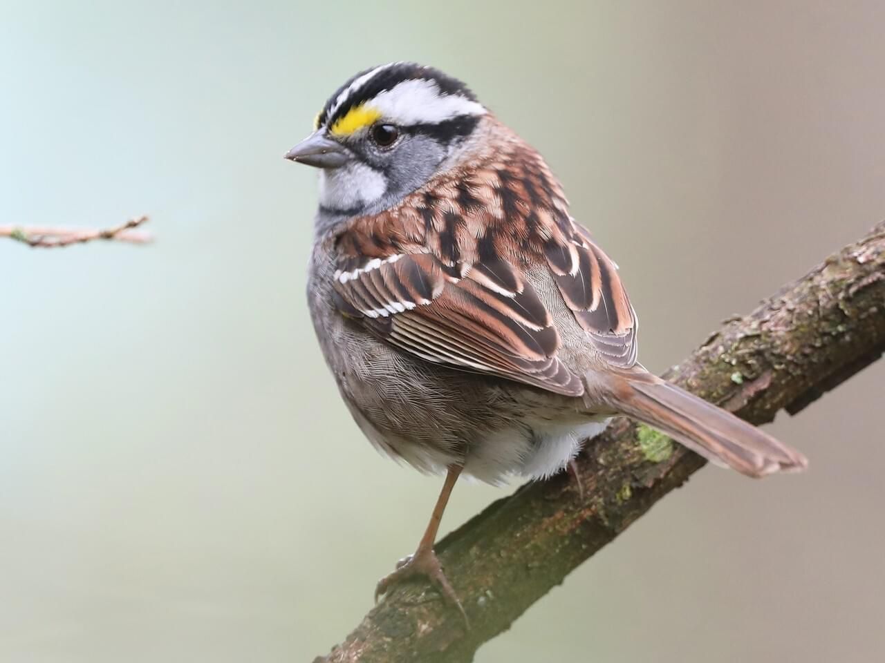 White-throated Sparrow