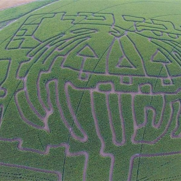 baseggio corn maze