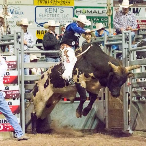 straight outa the gate bull riding