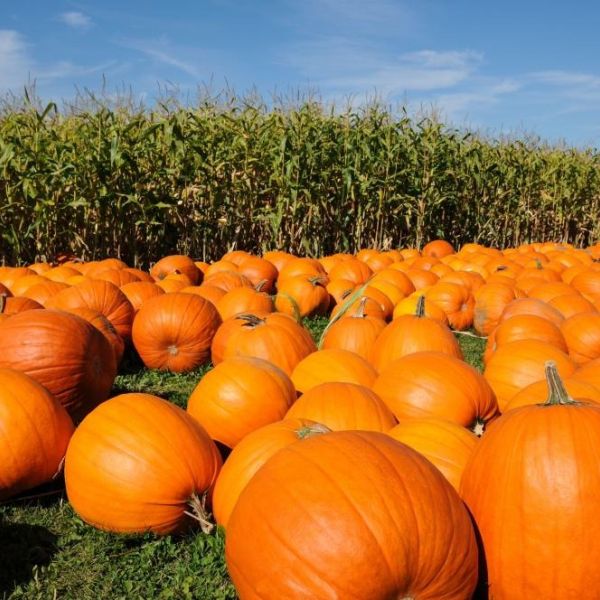 pumpkins galore