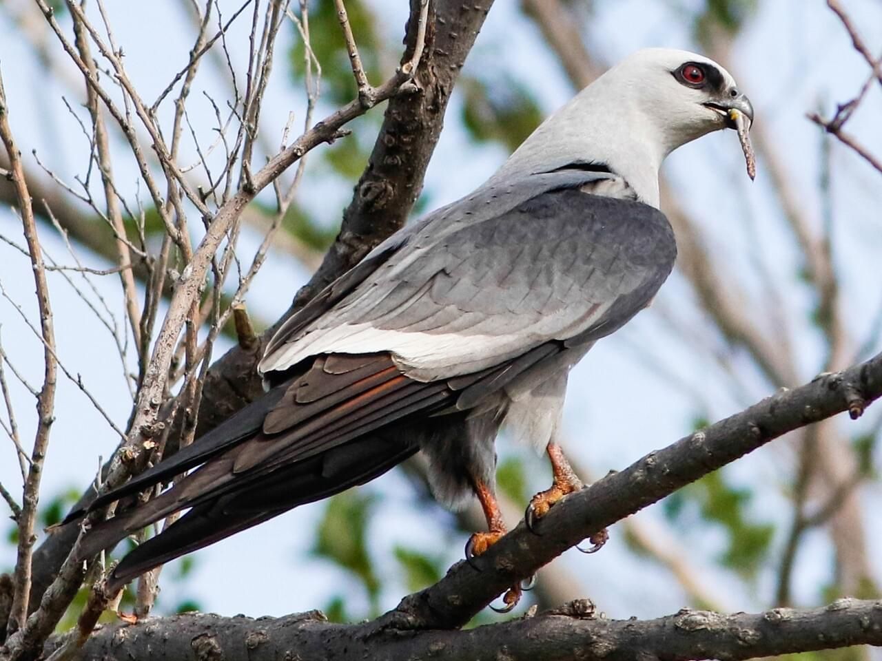 Mississippi Kite