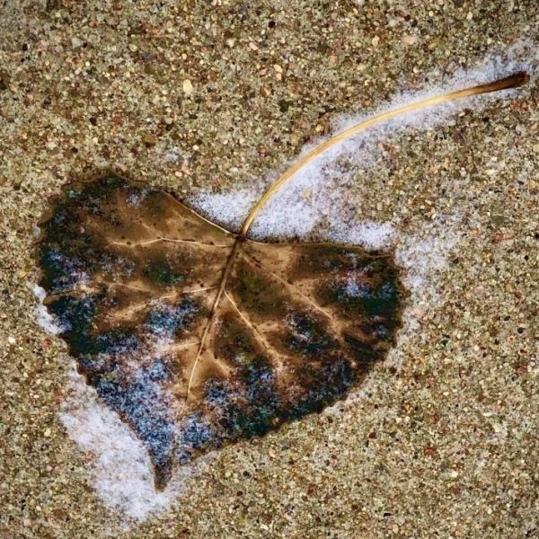heart leaf 2