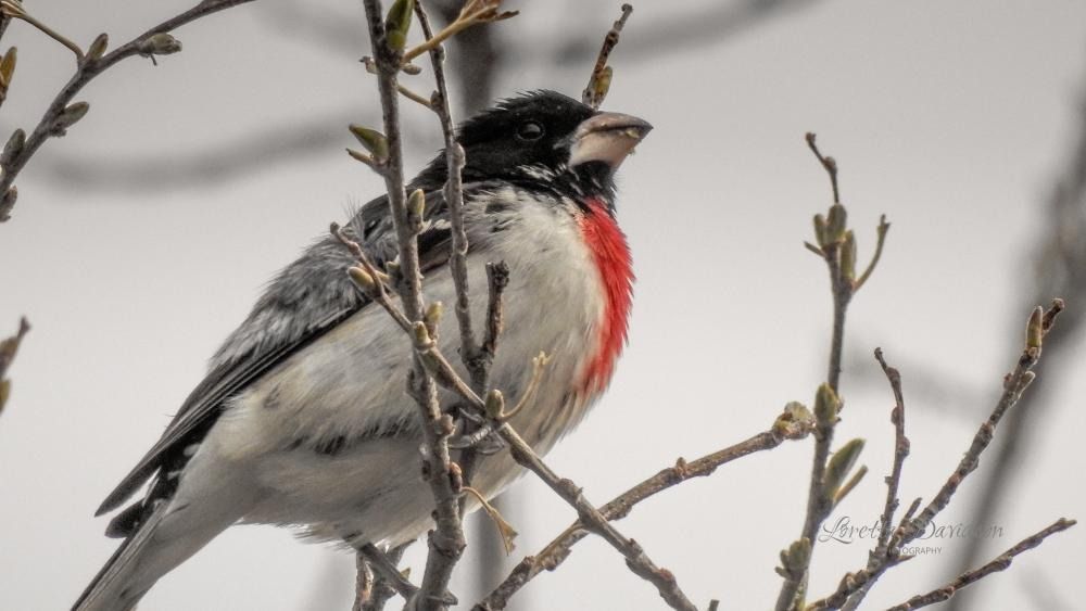 Rose-Breasted Grosbeak