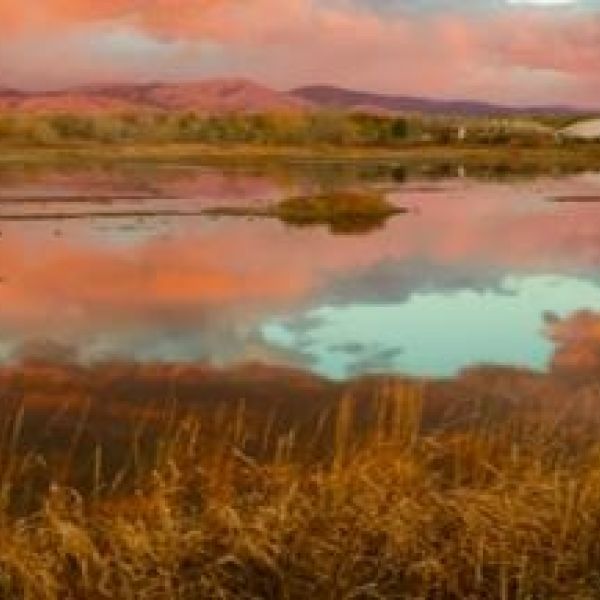 tamarack 2