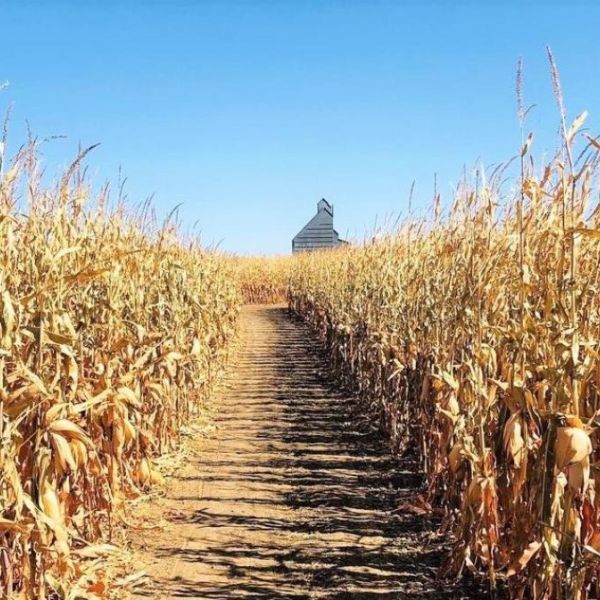 baseggio corn maze 2